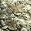Lecanora sublivescens
